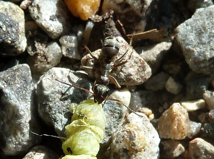 Formica (Serviformica) sp. (cfr. cunicularia)